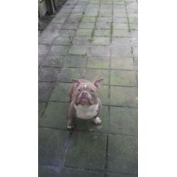 American bully pocket exotic lilac teefje