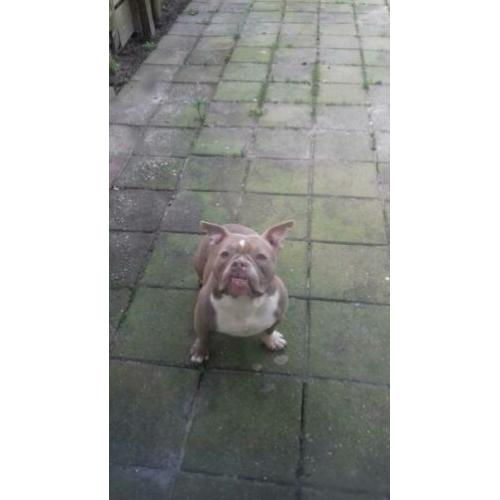 American bully pocket exotic lilac teefje