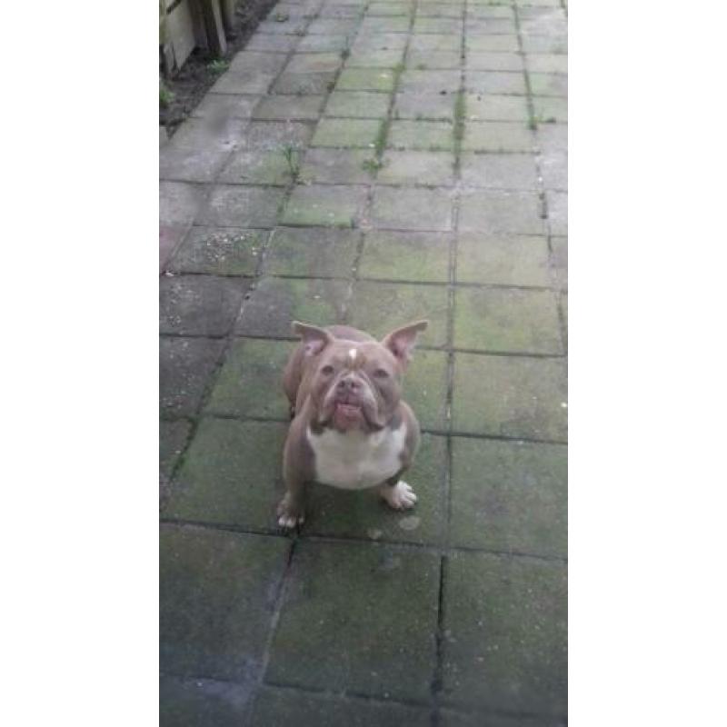 American bully pocket exotic lilac teefje