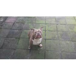 American bully pocket exotic lilac teefje