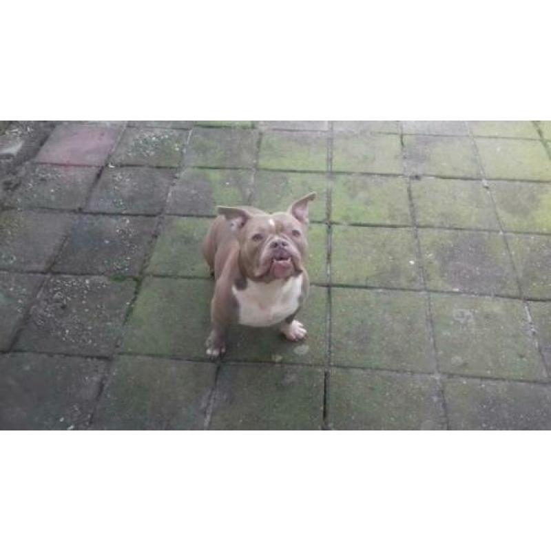 American bully pocket exotic lilac teefje