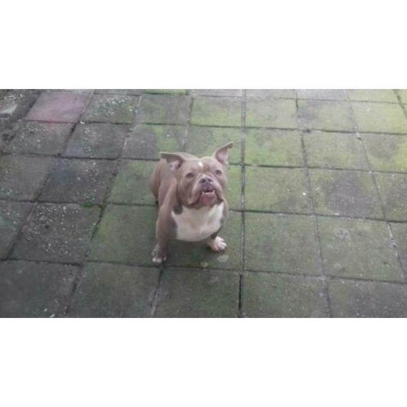 American bully pocket exotic lilac teefje