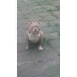 American bully pocket exotic lilac teefje