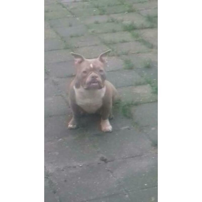 American bully pocket exotic lilac teefje