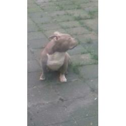 American bully pocket exotic lilac teefje