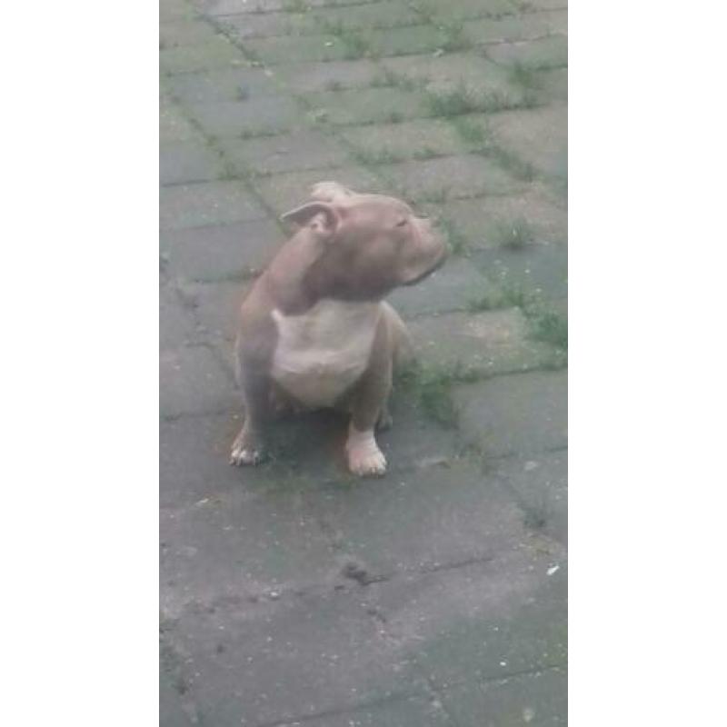 American bully pocket exotic lilac teefje