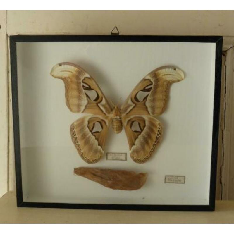 Prachtige opgezette Atlas vlinder in lijst *Attacus Atlas