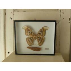 Prachtige opgezette Atlas vlinder in lijst *Attacus Atlas