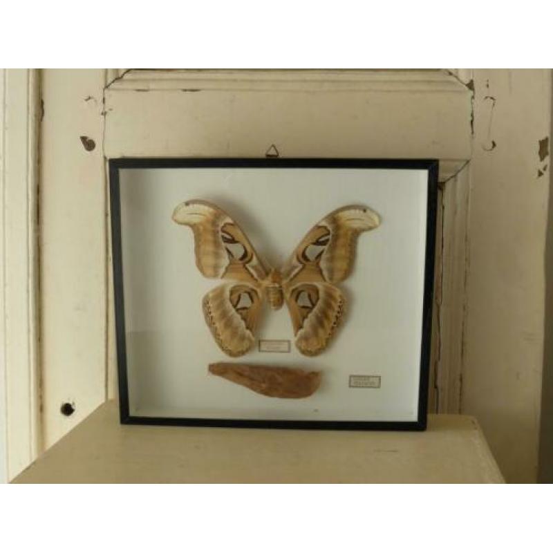 Prachtige opgezette Atlas vlinder in lijst *Attacus Atlas
