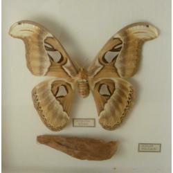 Prachtige opgezette Atlas vlinder in lijst *Attacus Atlas