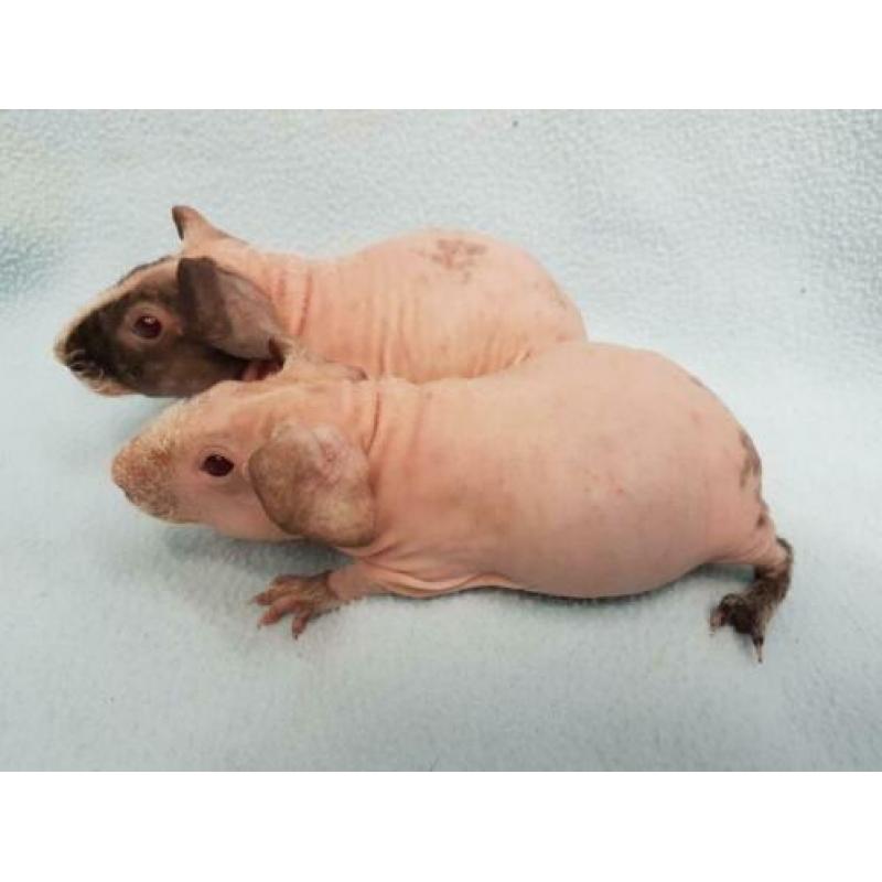 2 skinny cavia dalmaat broertjes nu 4 weekjes