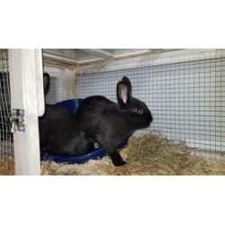 2 zwarte dwerg konijntjes incl hok, hek en toebehoren 6 mnd