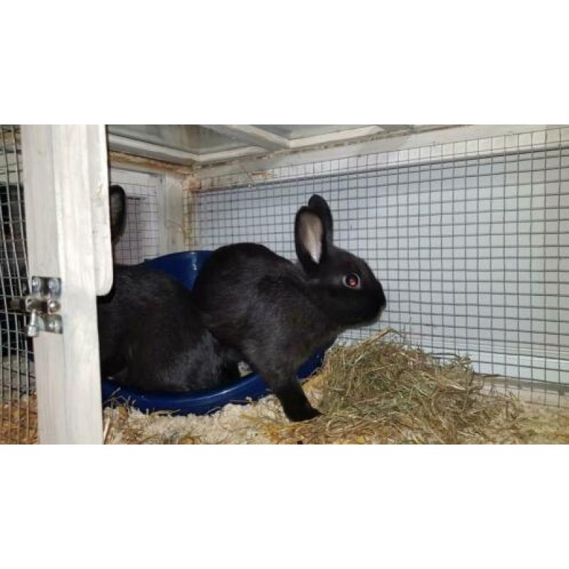 2 zwarte dwerg konijntjes incl hok, hek en toebehoren 6 mnd