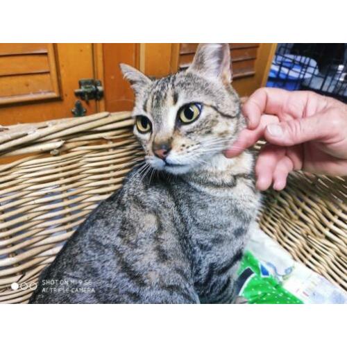 Jarela, Ada, 02-07-2019 gered van de straat