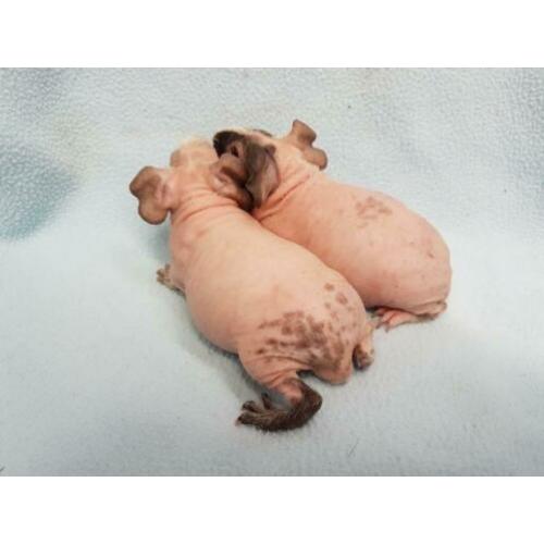 2 skinny cavia dalmaat broertjes nu 4 weekjes
