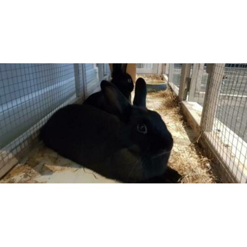 2 zwarte dwerg konijntjes incl hok, hek en toebehoren 6 mnd