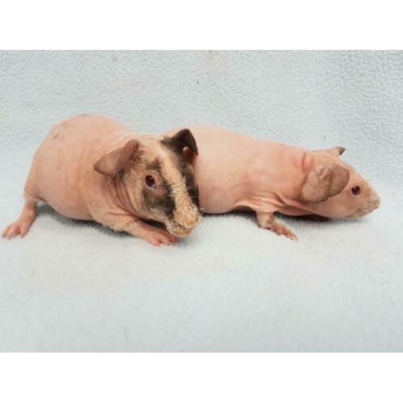 2 skinny cavia dalmaat broertjes nu 4 weekjes