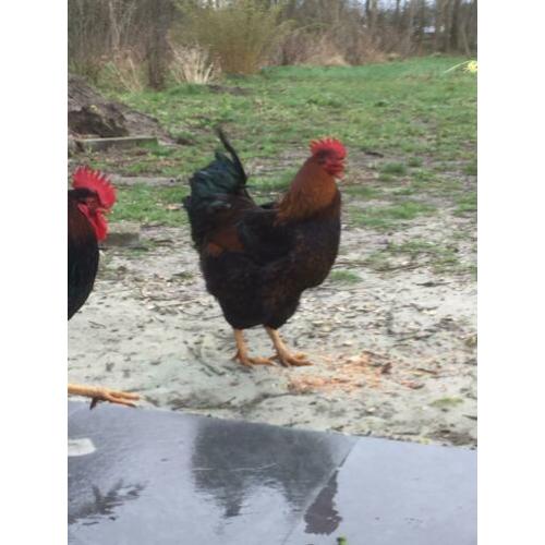 Mooie grote haan te koop Wyandot/ Barnevelder