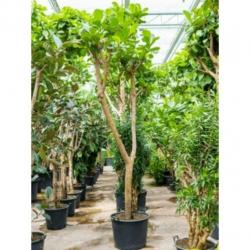 Ficus Lyrata - Vioolplant 415-425cm art30007