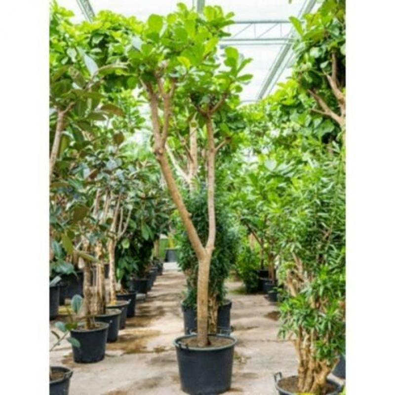 Ficus Lyrata - Vioolplant 415-425cm art30007