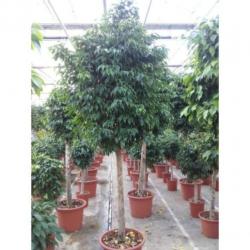 Ficus Benjamina 'columnar' - Treurvijg art25035