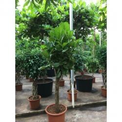 Ficus Lyrata - Vioolplant 415-425cm art30007