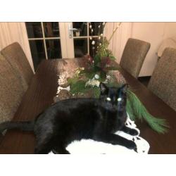 Vermist Bert , vanaf 8-1-2020 Sprundel(NB)