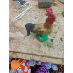 Schleich uit de collectie kippen en haan