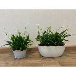 Kamerplanten met pot