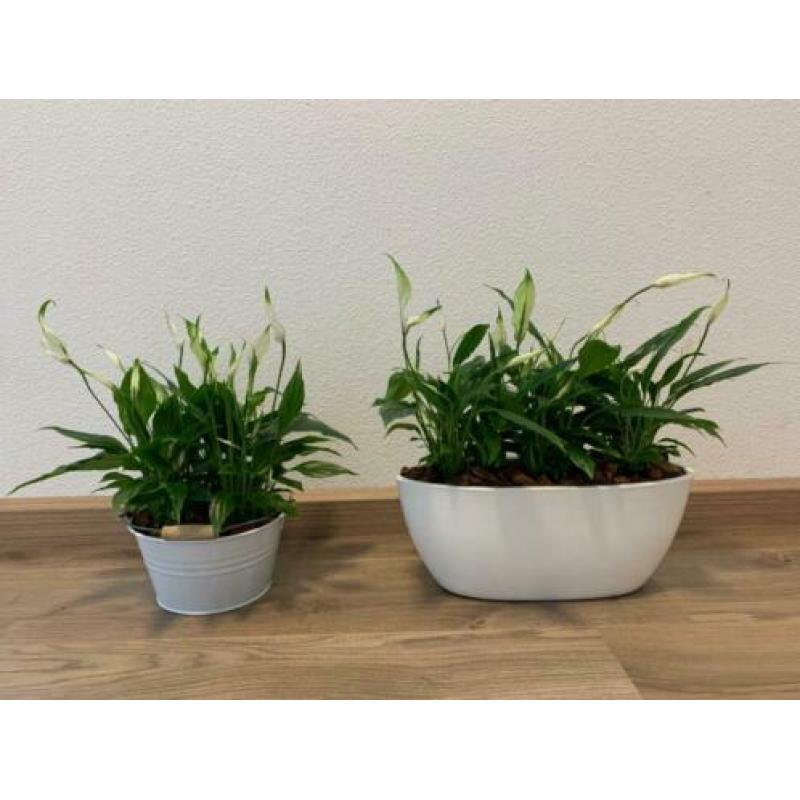 Kamerplanten met pot