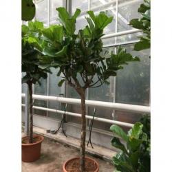 Ficus Lyrata - Vioolplant 415-425cm art30007