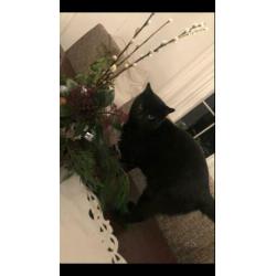 Vermist Bert , vanaf 8-1-2020 Sprundel(NB)