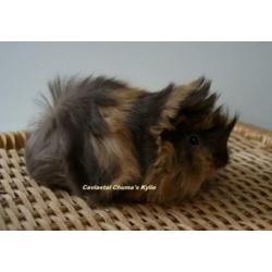Peruvian cavia zeugje
