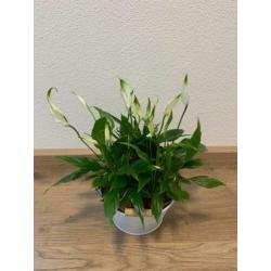 Kamerplanten met pot