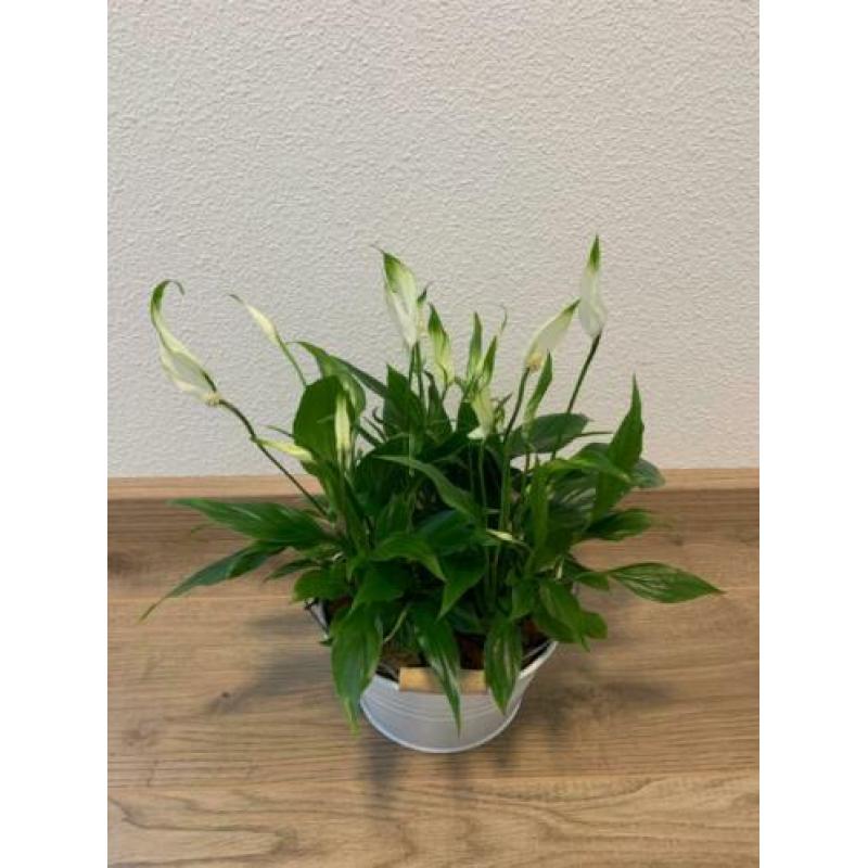 Kamerplanten met pot