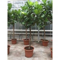 Ficus Lyrata - Vioolplant 415-425cm art30007