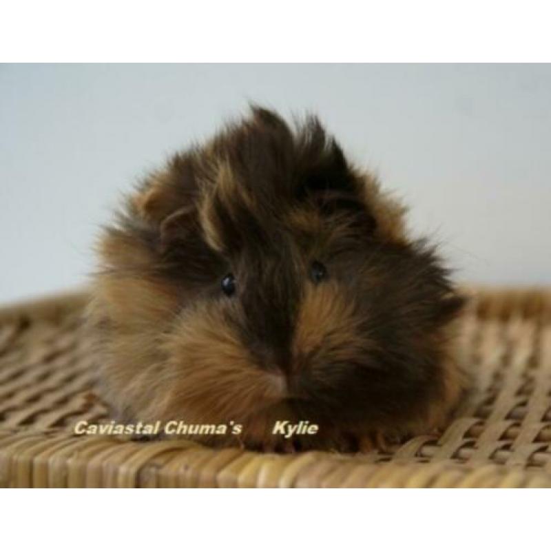 Peruvian cavia zeugje