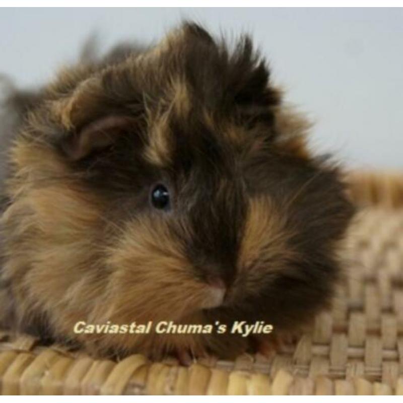 Peruvian cavia zeugje