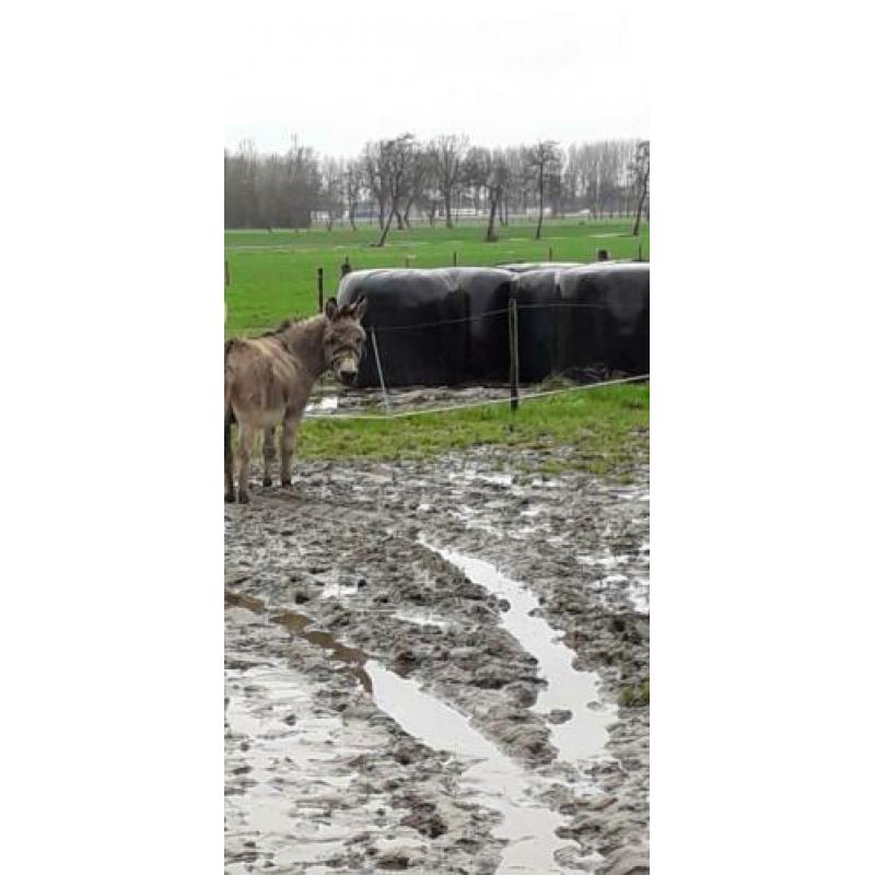 Ezel hengst