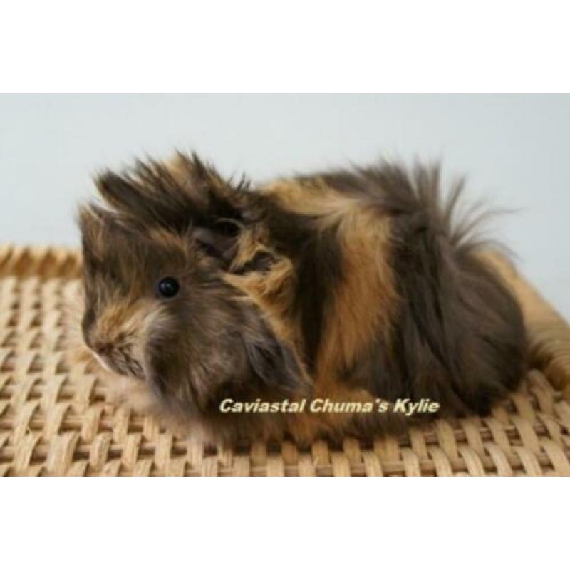 Peruvian cavia zeugje