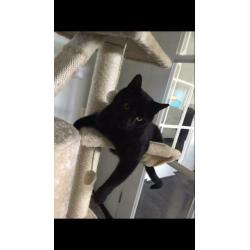 Vermist Bert , vanaf 8-1-2020 Sprundel(NB)