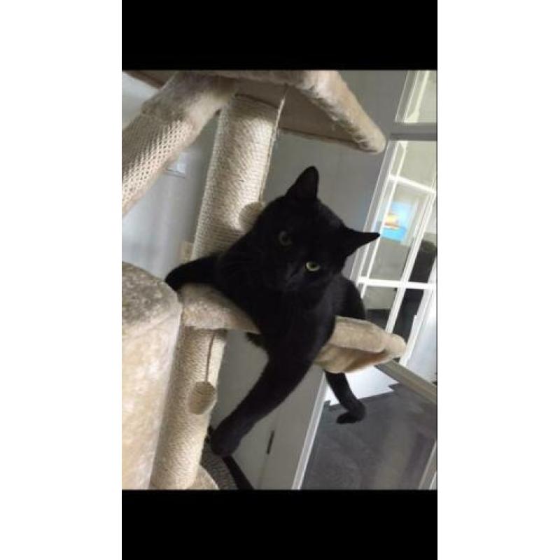 Vermist Bert , vanaf 8-1-2020 Sprundel(NB)