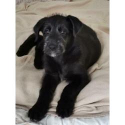 Ierse Wolfshond pup