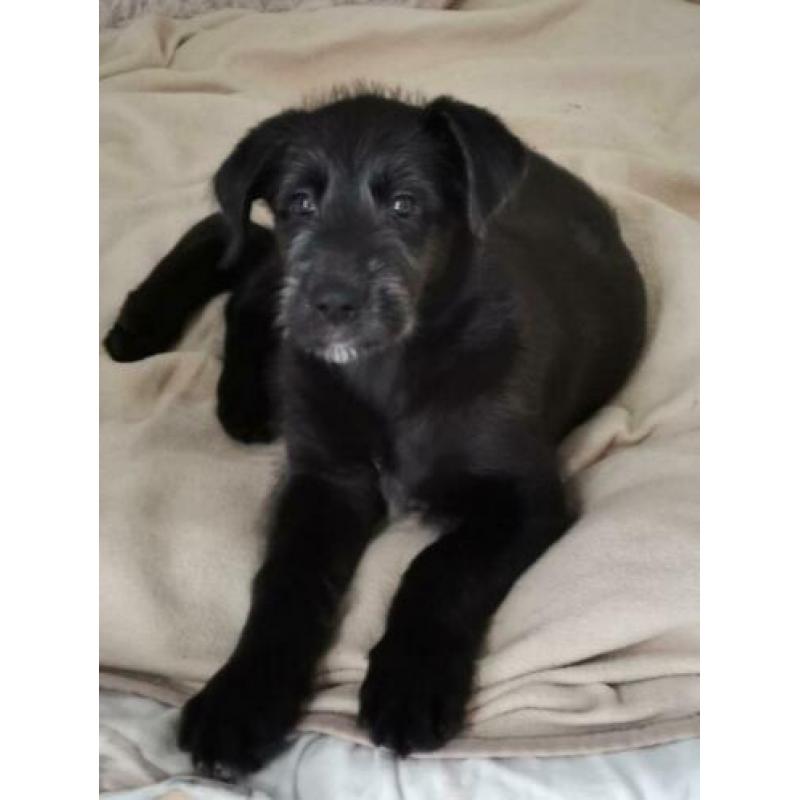 Ierse Wolfshond pup