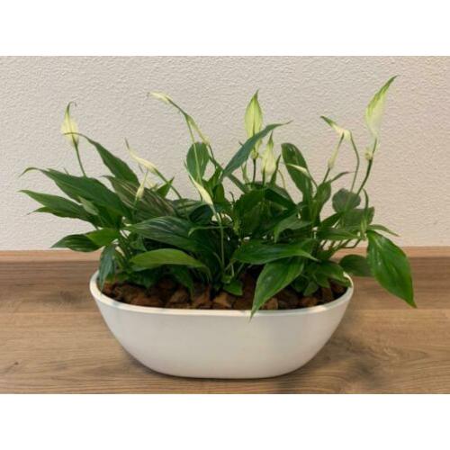 Kamerplanten met pot