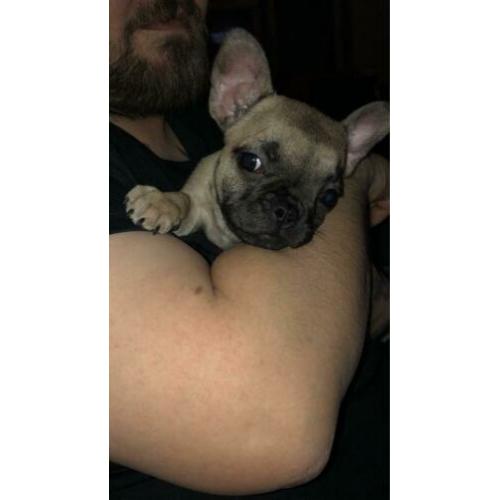 Franse bulldog pup teefje.