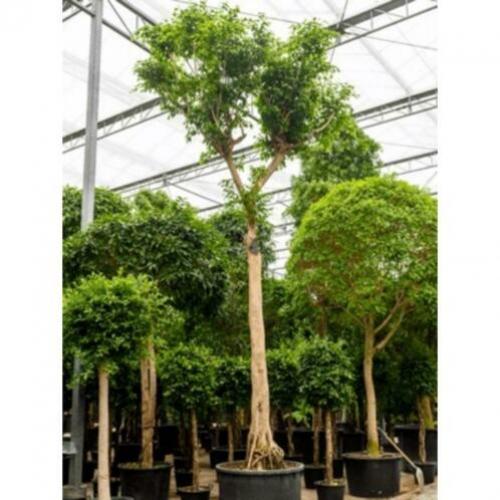 Ficus Benjamina 'columnar' - Treurvijg art25035