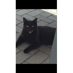 Vermist Bert , vanaf 8-1-2020 Sprundel(NB)