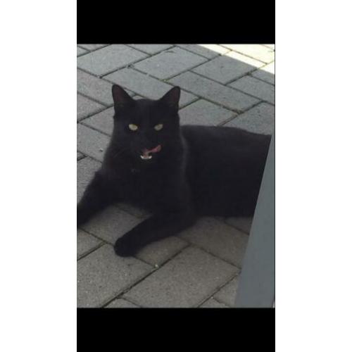 Vermist Bert , vanaf 8-1-2020 Sprundel(NB)