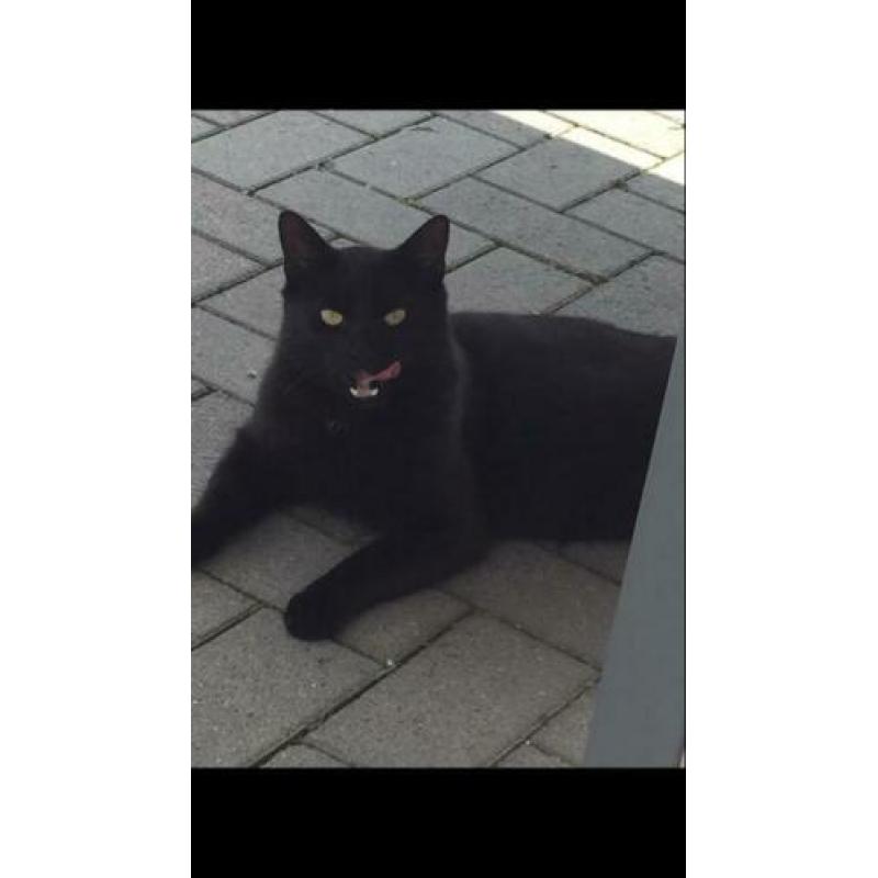 Vermist Bert , vanaf 8-1-2020 Sprundel(NB)